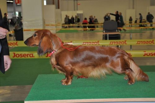 Sz�sta wystawa NA’ILI Kollapsar